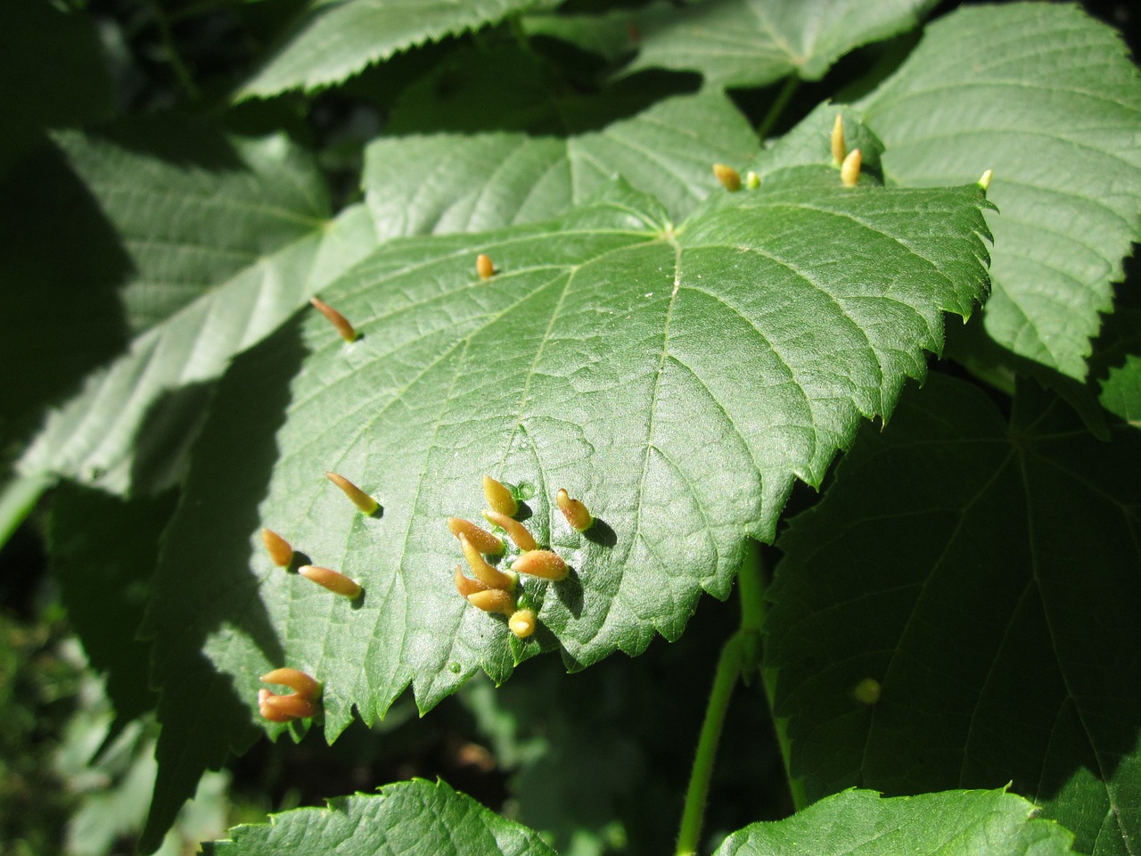 Ulmus Glabra,  Wych Elm,  Škotų Ūsta,  Lapai,  Goliai,  Botanika,  Flora,  Augalas, Nemokamos Nuotraukos,  Nemokama Licenzija