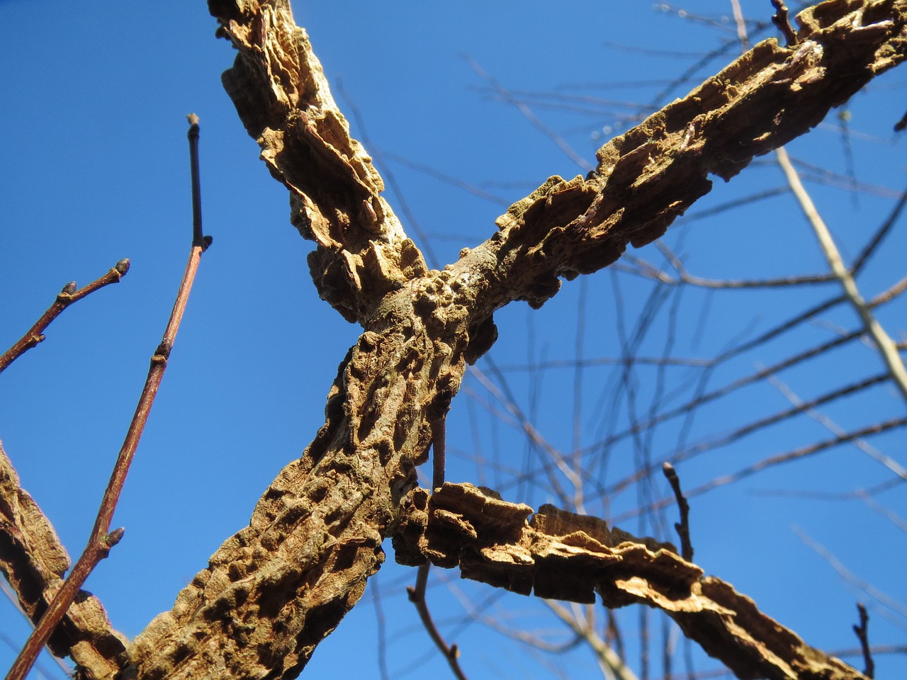 Ulmus Minor, Lauko Gnybtas, Medis, Žievė, Bagažinė, Filialai, Struktūra, Flora, Augalas, Botanika