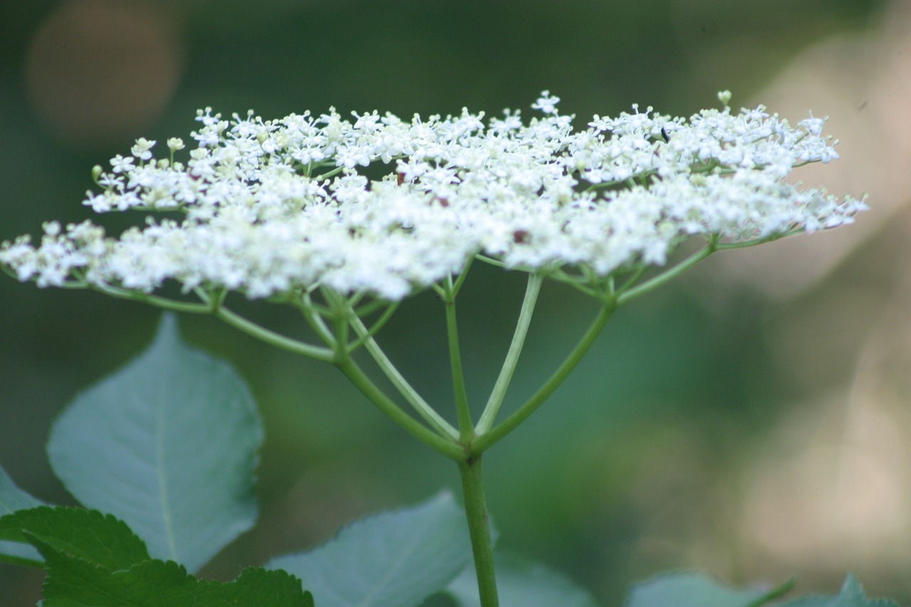 Umbelliferae, Miškas, Gamta, Žiedas, Žydėti, Balta, Žalias, Doldengewaechs, Uždaryti, Nemokamos Nuotraukos