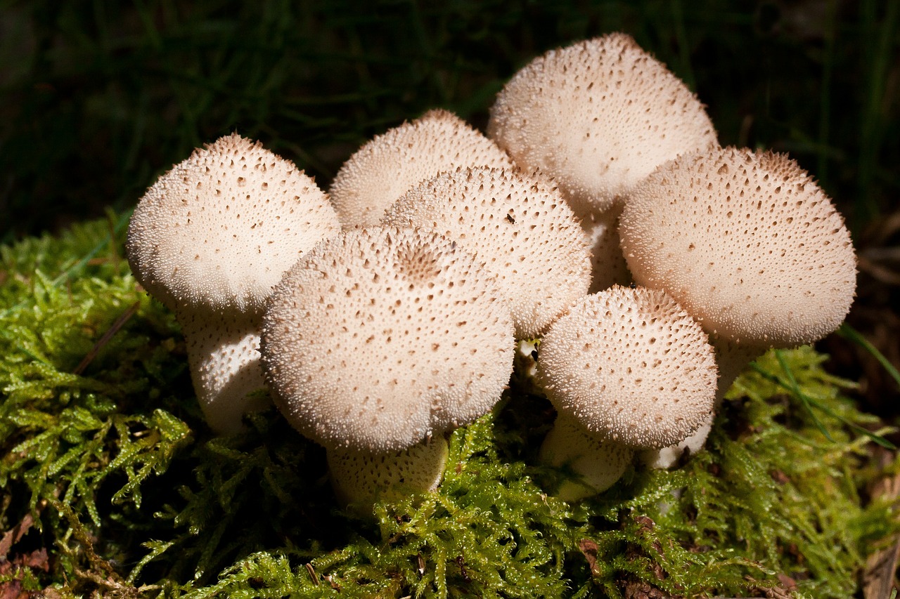 Umbrinum, Bovist, Grybai, Maišas, Kriaušės Formos, Balta, Jaunas, Grūdėtas, Žvynuotas, Valgomieji