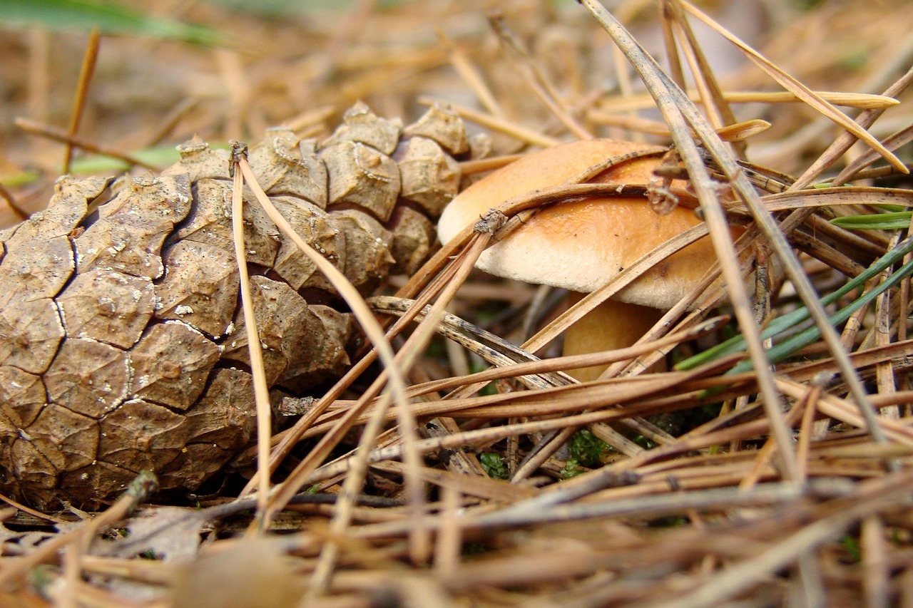 Pomidoras, Grybai, Pušies Kūgis, Adata, Miškas, Pakratai, Gamta, Nemokamos Nuotraukos,  Nemokama Licenzija