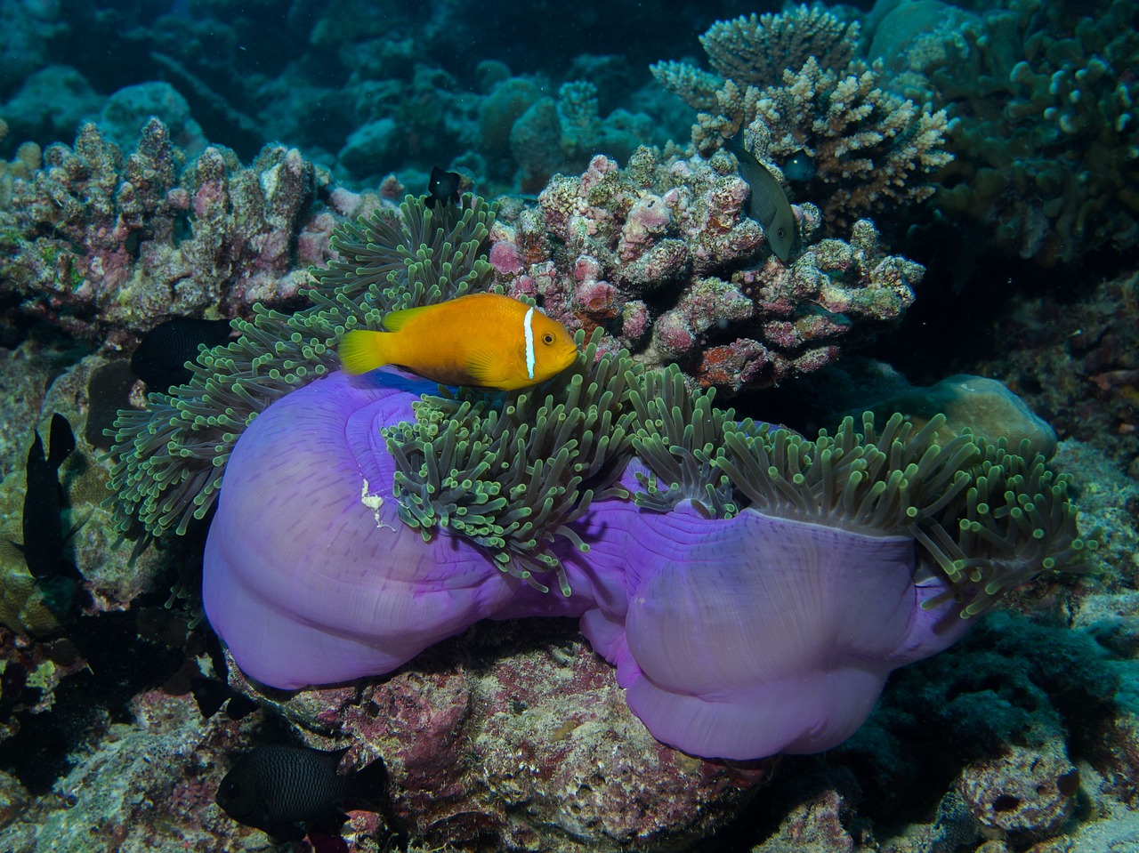 Povandeninis, Nardymas, Anemonis, Rifas, Jūra, Anemone Žuvis, Maldyvai, Nemo, Klouna Žuvis, Koralinis Rifas