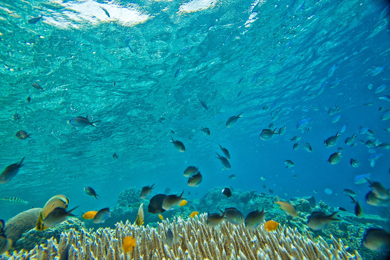 Povandeninis, Mažos Žuvys, Koralas, Atogrąžų, Widi Salos, Halmahera, Indonezija, Nemokamos Nuotraukos,  Nemokama Licenzija