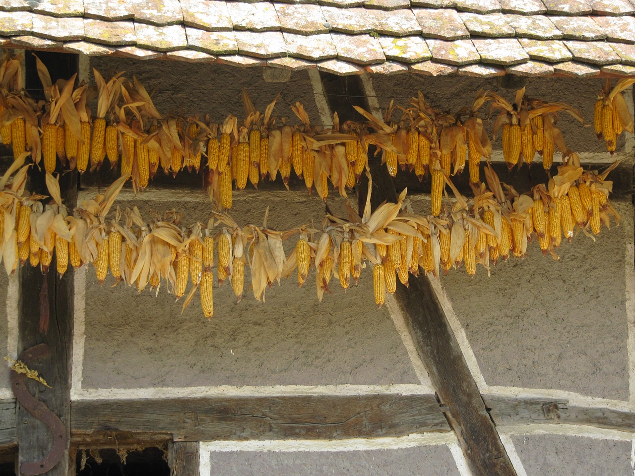 Ungersheim Ecomuseum, Santūra, Kukurūzų Derlius, Sausas, Nemokamos Nuotraukos,  Nemokama Licenzija