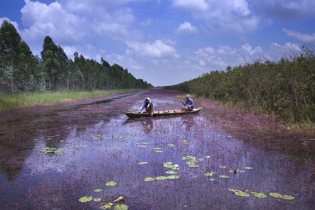 Jungtinė,  Turkų,  Riedėjimo Violetine Augalas,  Natūralus,  Laimingas,  Kanalas,  Provincija,  Vietnamas,  Dong Thap,  Fonas