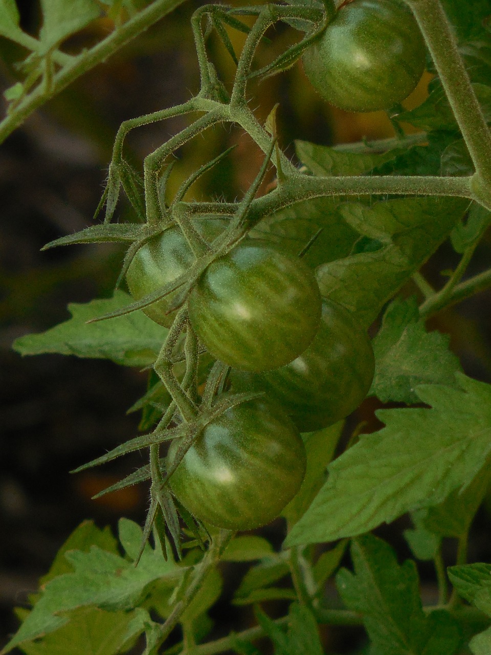 Neprinokęs,  Pomidorai,  Pomidoras,  Žalias,  Daržovių,  Žemdirbystė,  Gamta,  Maistas,  Augalas,  Sodas