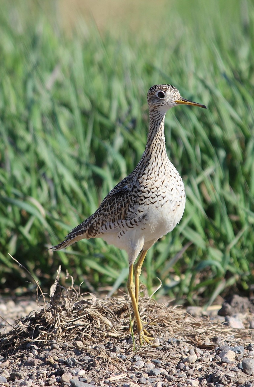 Kalnų Smėlynė, Paukštis, Snapas, Laukinė Gamta, Gamta, Portretas, Vaikščioti, Bartramia Longicauda, Papabota, Plover