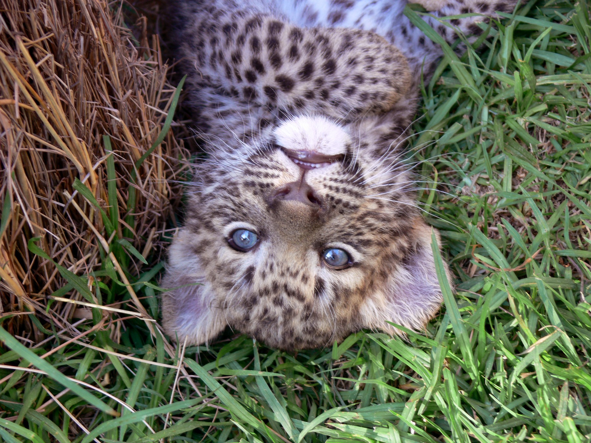 Leopardas,  Cub,  Didelis & Nbsp,  Katinas,  Laukiniai,  Laukinis & Nbsp,  Gyvūnas,  Laukinė Gamta,  Dėmės,  Mėlynos & Nbsp