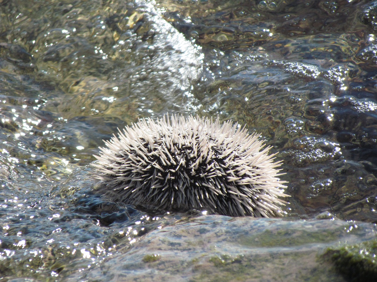 Urchin, Vandenynas, Gamta, Atogrąžų, Nemokamos Nuotraukos,  Nemokama Licenzija