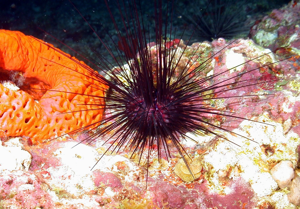 Urchin Kempinė, Jūra, Vandenynas, Vanduo, Povandeninis, Gražus, Makro, Iš Arti, Jūros Gyvenimas, Nemokamos Nuotraukos