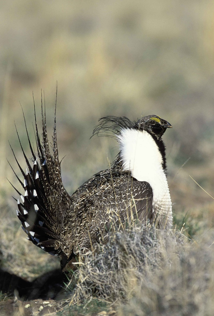 Urophasianus, Centrocerus, Galva, Patinas, Paukštis, Šalavijas, Didesnis, Grouse, Paukščiai, Gyvūnai