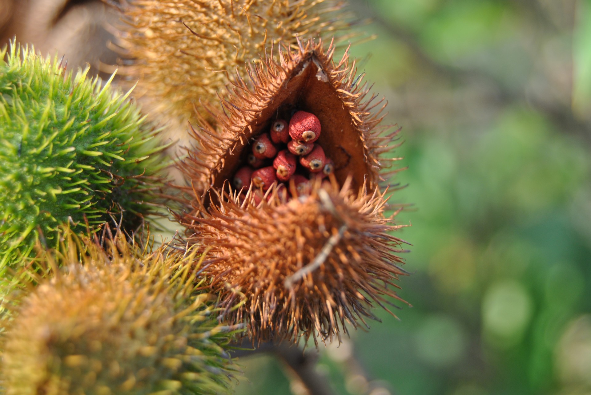 Kultūra,  Indėnai,  Brazilija,  Urucum,  Saulė,  Makro,  Vietiniai,  Urucum, Nemokamos Nuotraukos,  Nemokama Licenzija