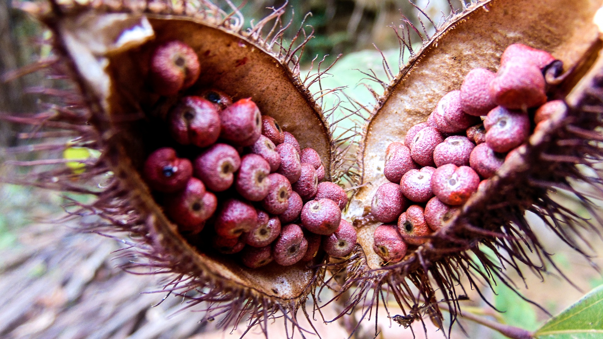 Urucum,  Prieskoniai,  Brazilija Urucum, Nemokamos Nuotraukos,  Nemokama Licenzija