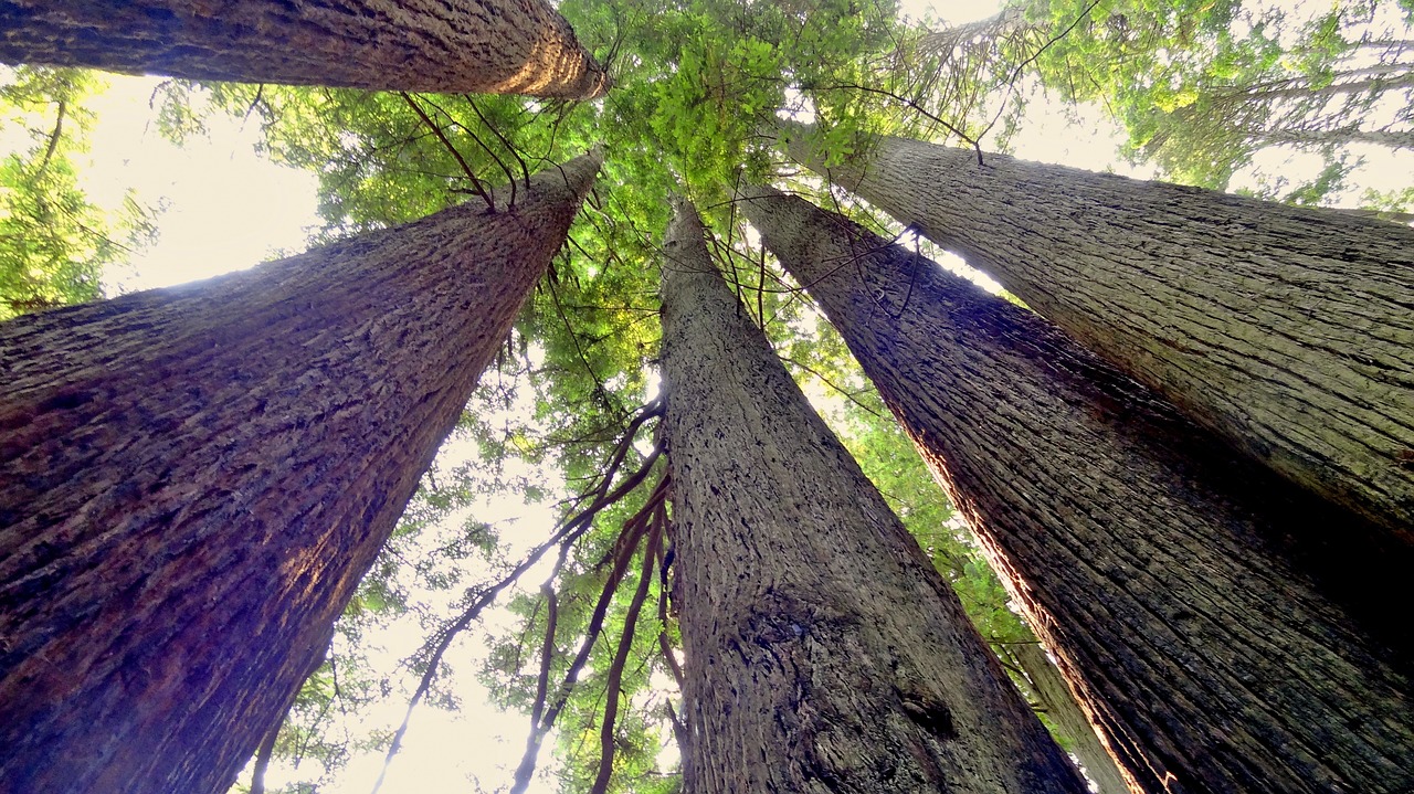 Redwoods, Usa, Amerikietis, Redwoodo Nacionalinis Parkas, Medis, Gamta, Nemokamos Nuotraukos,  Nemokama Licenzija