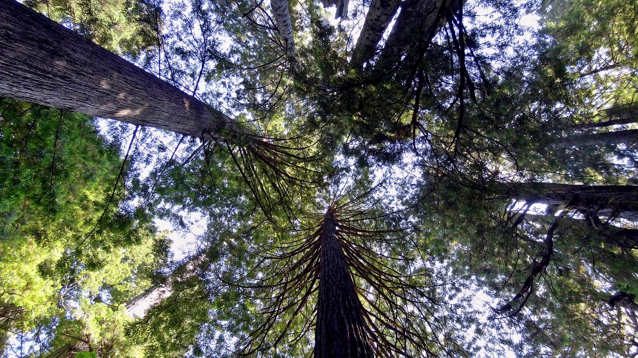 Redwoods, Sekvija, Usa, Amerikietis, Redwoodo Nacionalinis Parkas, Medis, Gamta, Nemokamos Nuotraukos,  Nemokama Licenzija