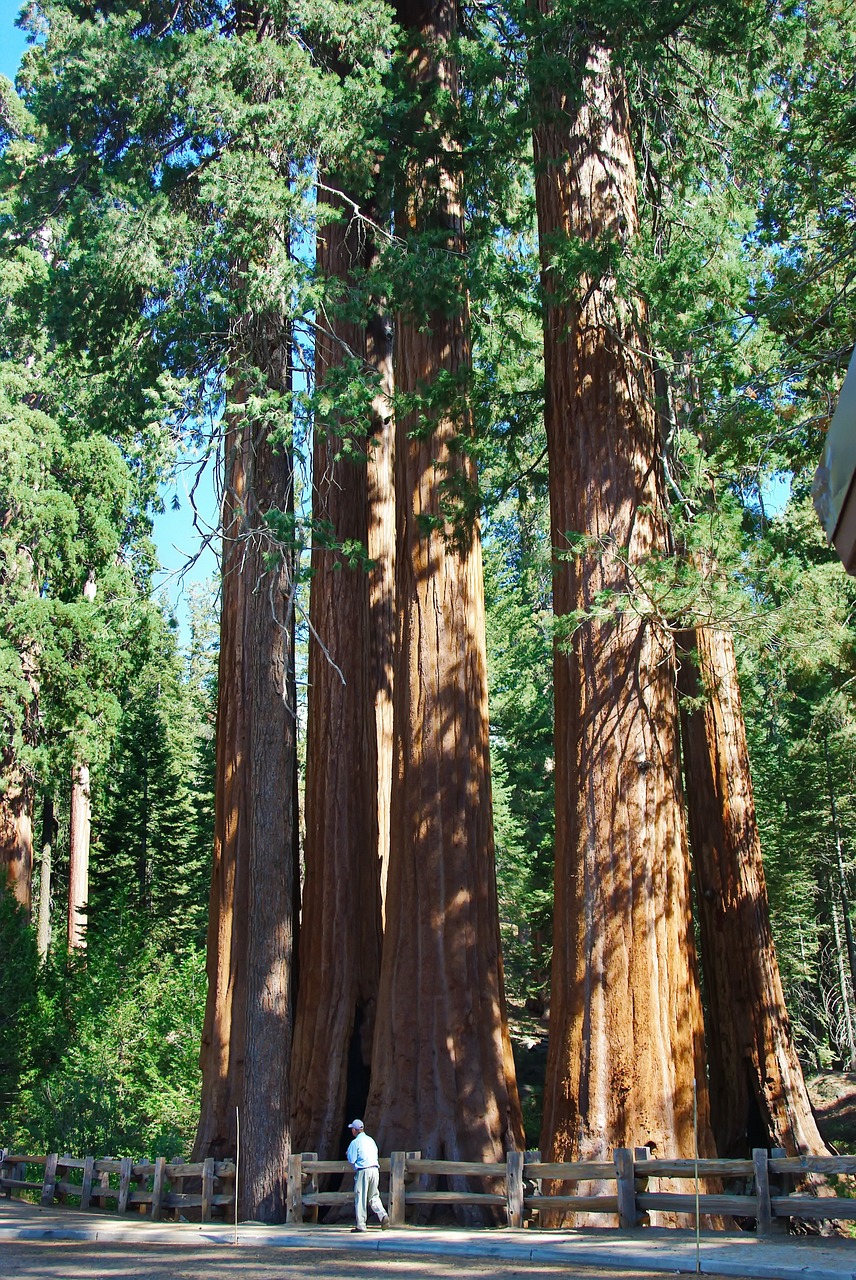 Usa, Sekoia Parkas, Redwoods, Medis, Didžiulis, Galia, Botanika, Aukštis, Nemokamos Nuotraukos,  Nemokama Licenzija