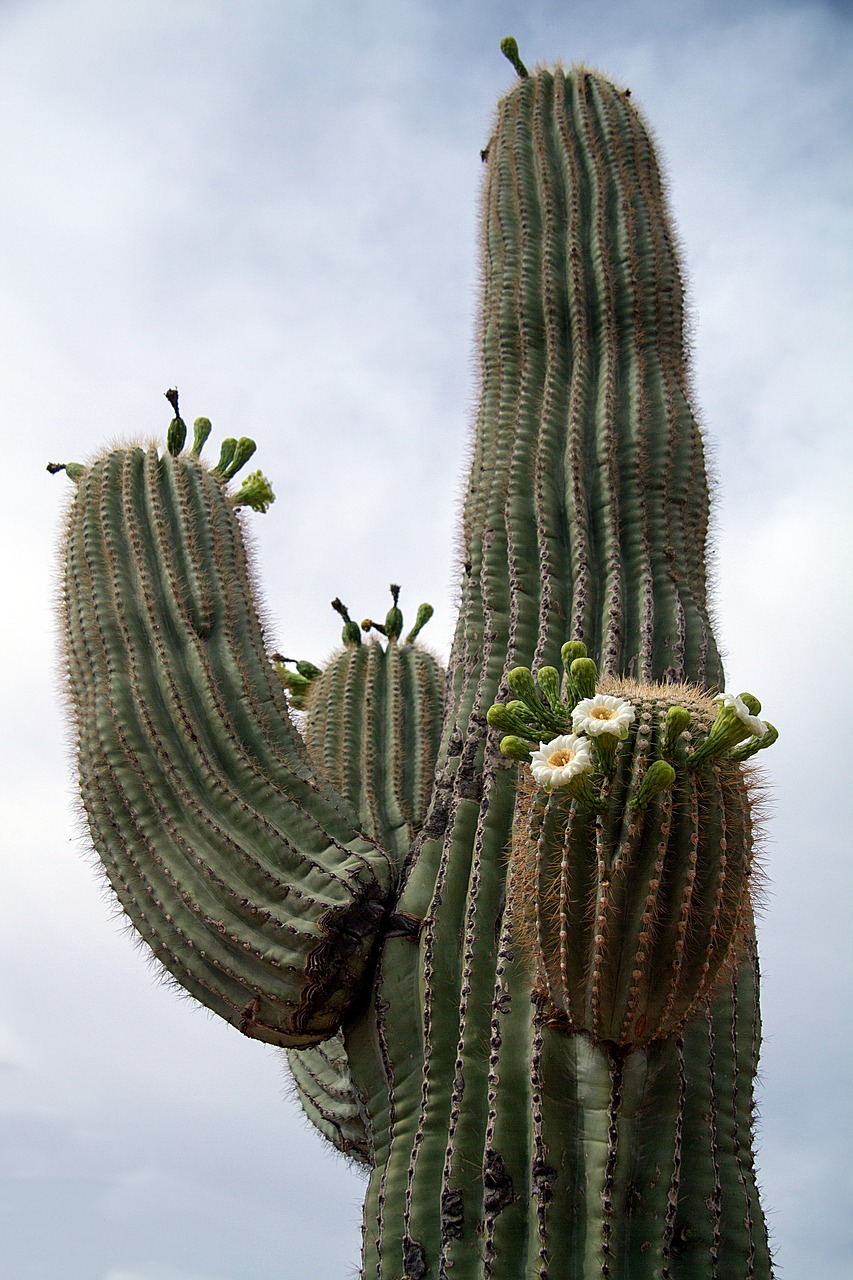 Usa, Arizona, Kaktusas, Dykuma, Nemokamos Nuotraukos,  Nemokama Licenzija