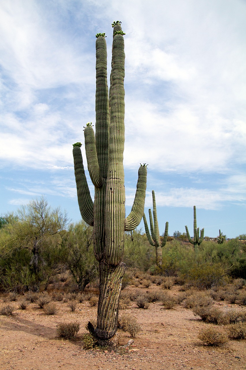 Usa, Arizona, Kaktusas, Dykuma, Nemokamos Nuotraukos,  Nemokama Licenzija