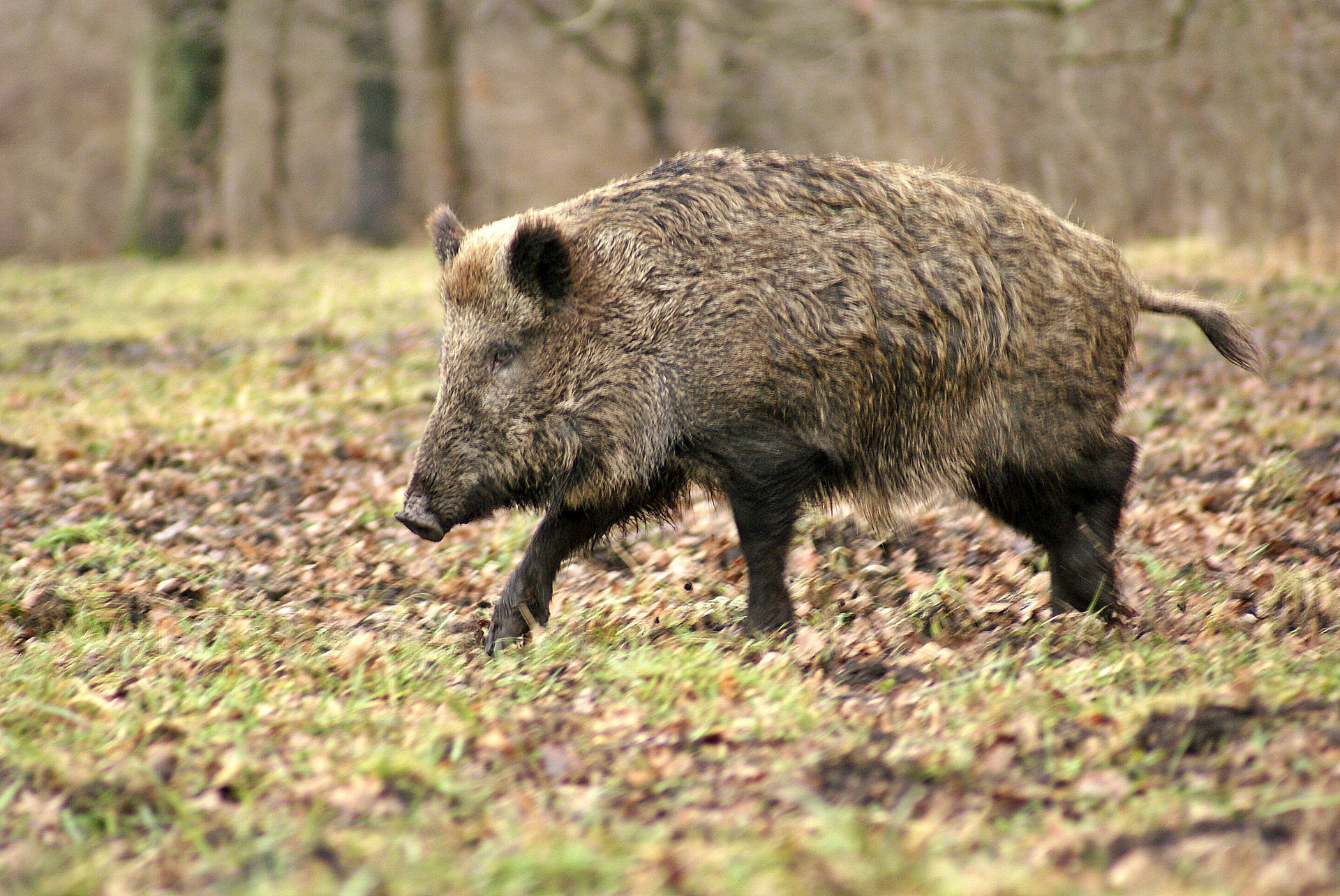 Laukiniai & Nbsp,  Šernai,  Miškas,  Medis,  Gyvūnas,  Žiema,  Žolė,  Lapų & Nbsp,  Pelėsiai,  Laukinių Šernų Miškas