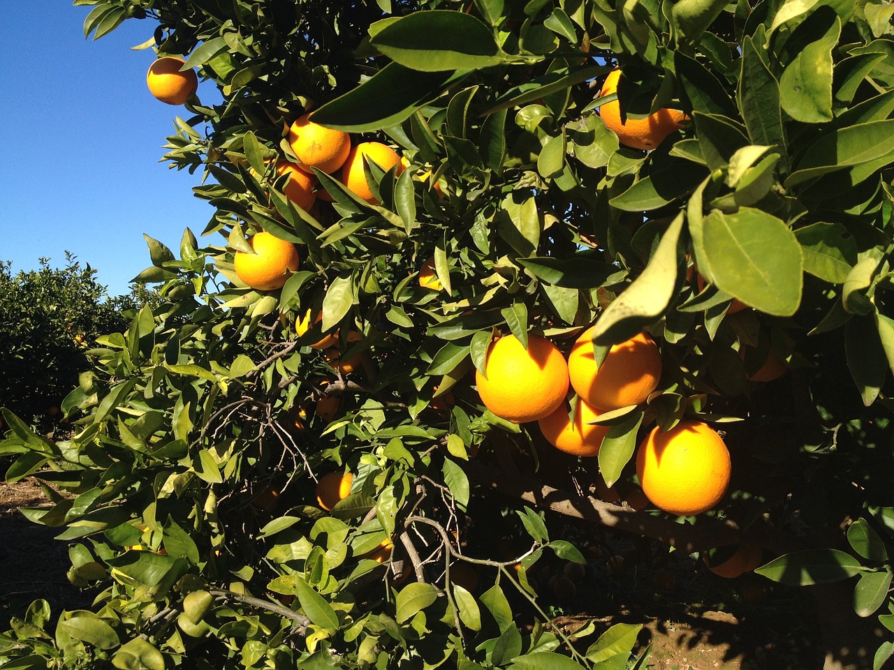 Valensija, Oranžinė, Medis, Vaisiai, Daržovių, Gamta, Sveikas, Maistas, Vitaminas, Citrusiniai