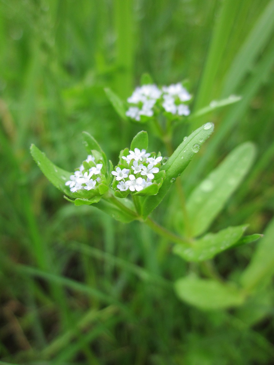 Valerianella Locusta,  Orn Salad,  Paprastoji Cornsalad,  Ėrienos Salotos,  Fetticus,  Riešutų Salotos,  Lauko Salotos,  Rapunzel,  Flora,  Daržovių