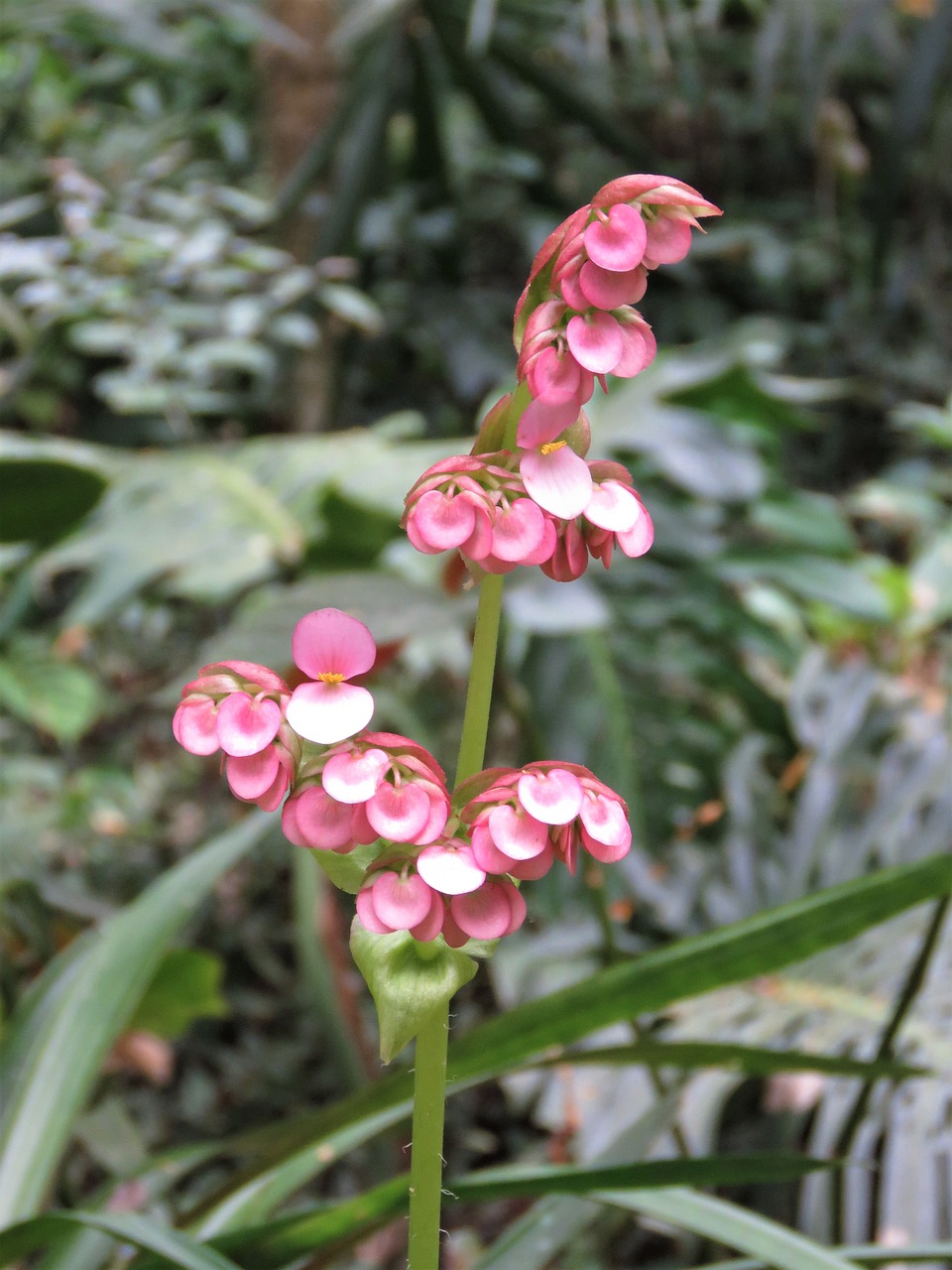 Vallarta Botanico, Gėlė, Tropinės Gėlės, Rožinė Gėlė, Nemokamos Nuotraukos,  Nemokama Licenzija