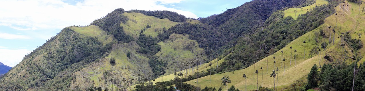 Valle De Cocora, Panorama, Palmės, Kalnai, Kraštovaizdis, Gamta, Kolumbija, Vaizdas, Nemokamos Nuotraukos,  Nemokama Licenzija