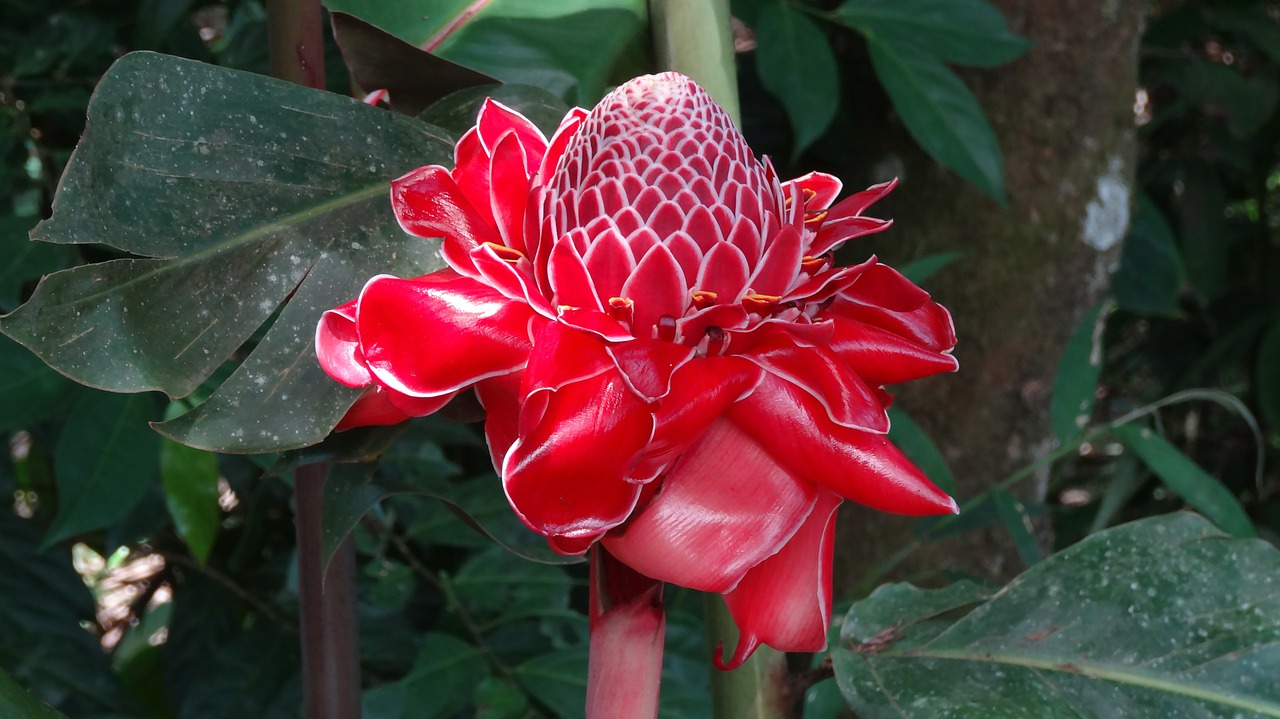 Valle Del Cauca Colombia Cali, Eliconias, Gėlės, Nemokamos Nuotraukos,  Nemokama Licenzija