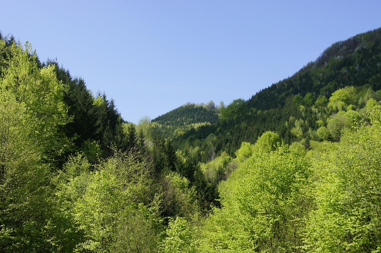 Slėnis, Miškas, Medžiai, Žalias, Romanija, Gamta, Nemokamos Nuotraukos,  Nemokama Licenzija