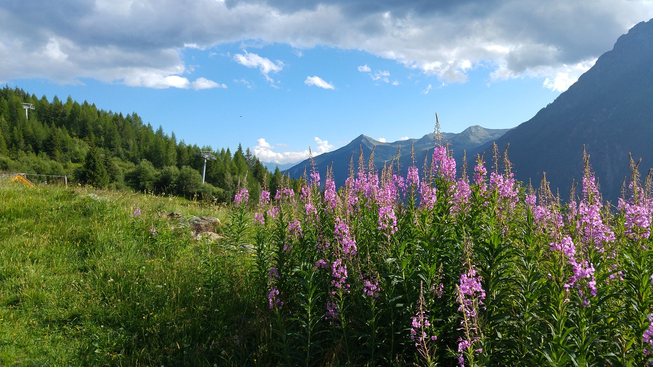 Valmalenco, Kalnai, Lauko Gėlės, Nemokamos Nuotraukos,  Nemokama Licenzija