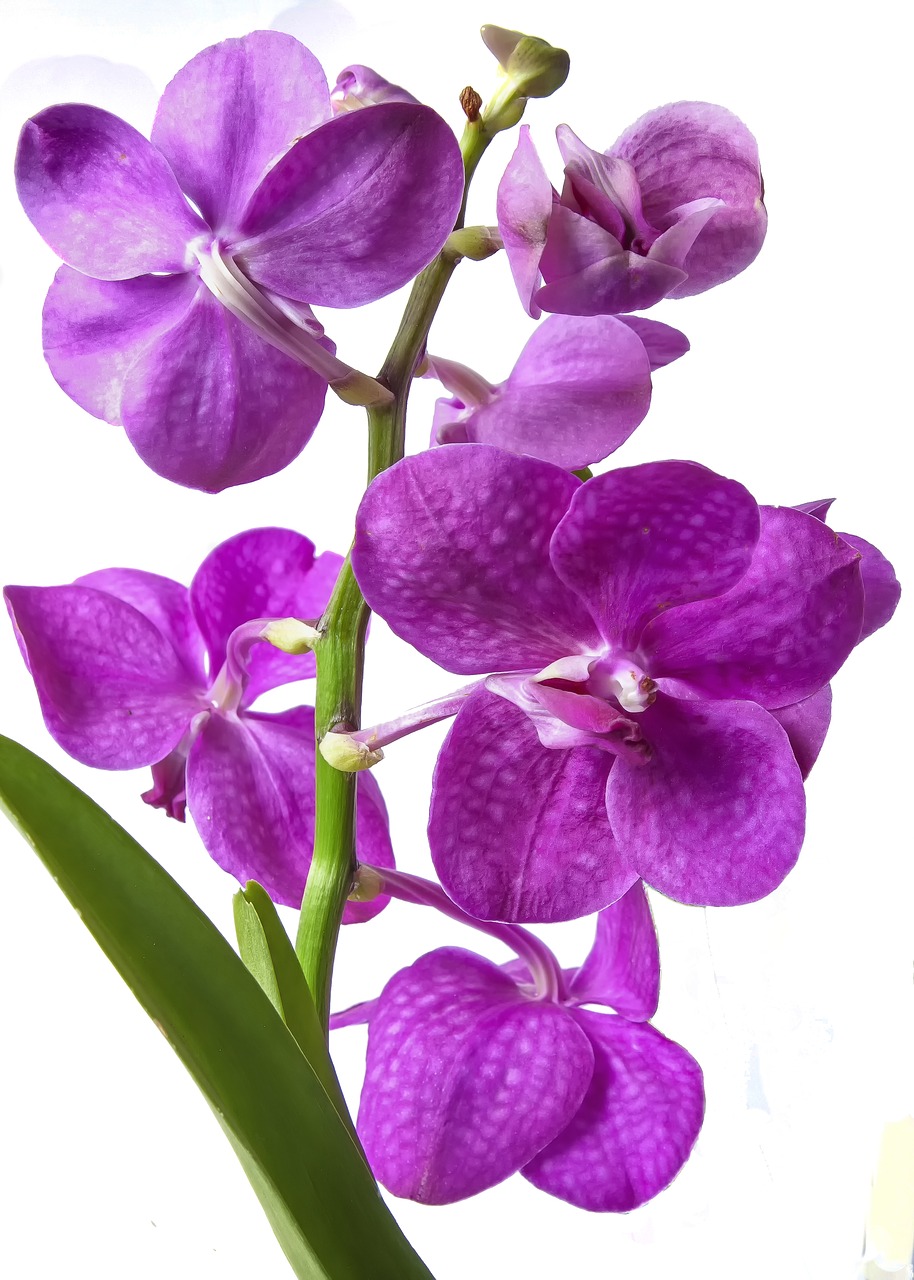 Vanda Orchidėja, Rožinis, Egzotiškas, Tropikai, Žiedas, Žydėti, Gėlė, Orchidėja, Augalas, Stiprus