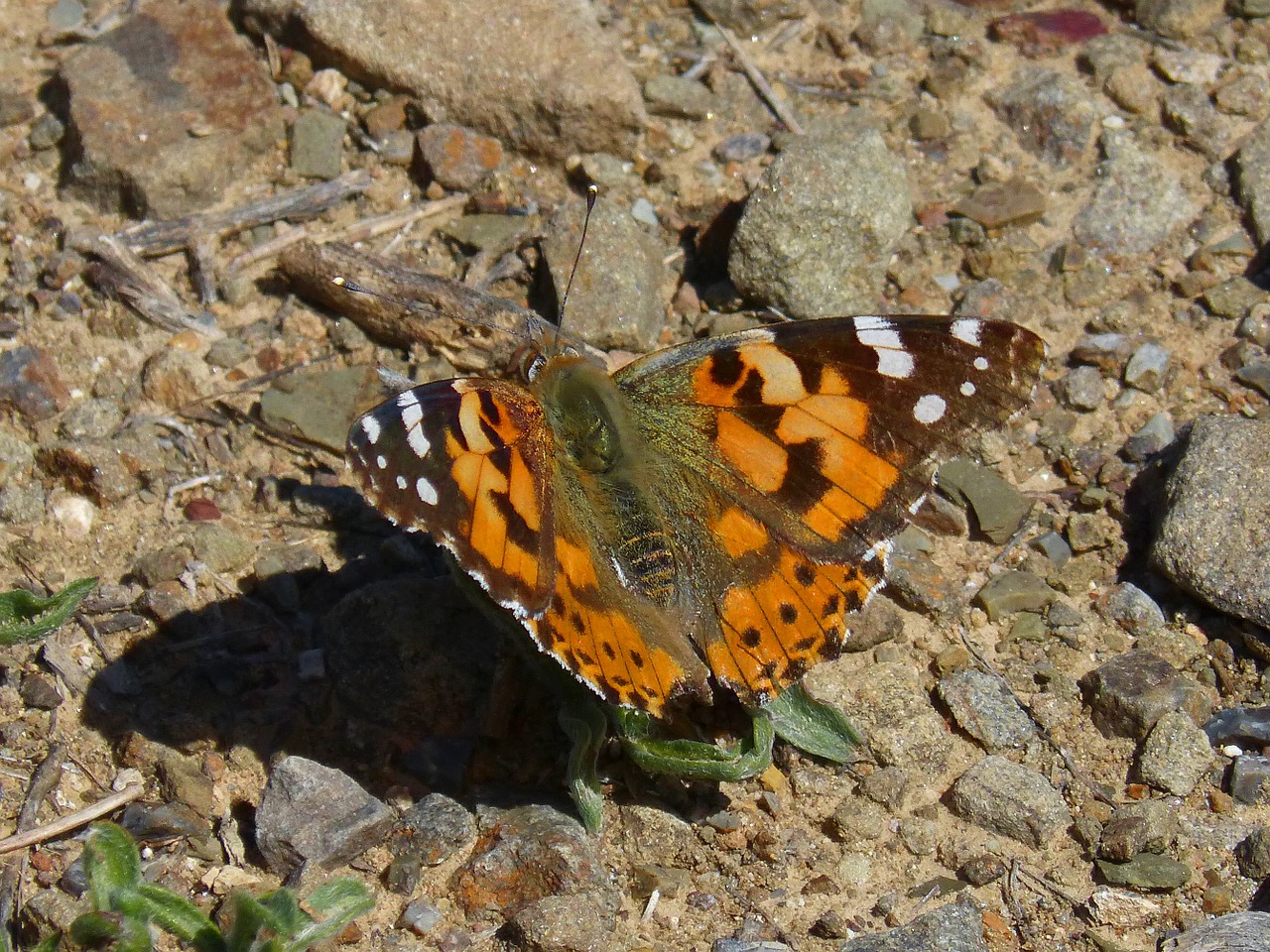 Vanessa Cardui, Vanesa Iš Barzdos, Drugelis, Išsamiai, Nemokamos Nuotraukos,  Nemokama Licenzija