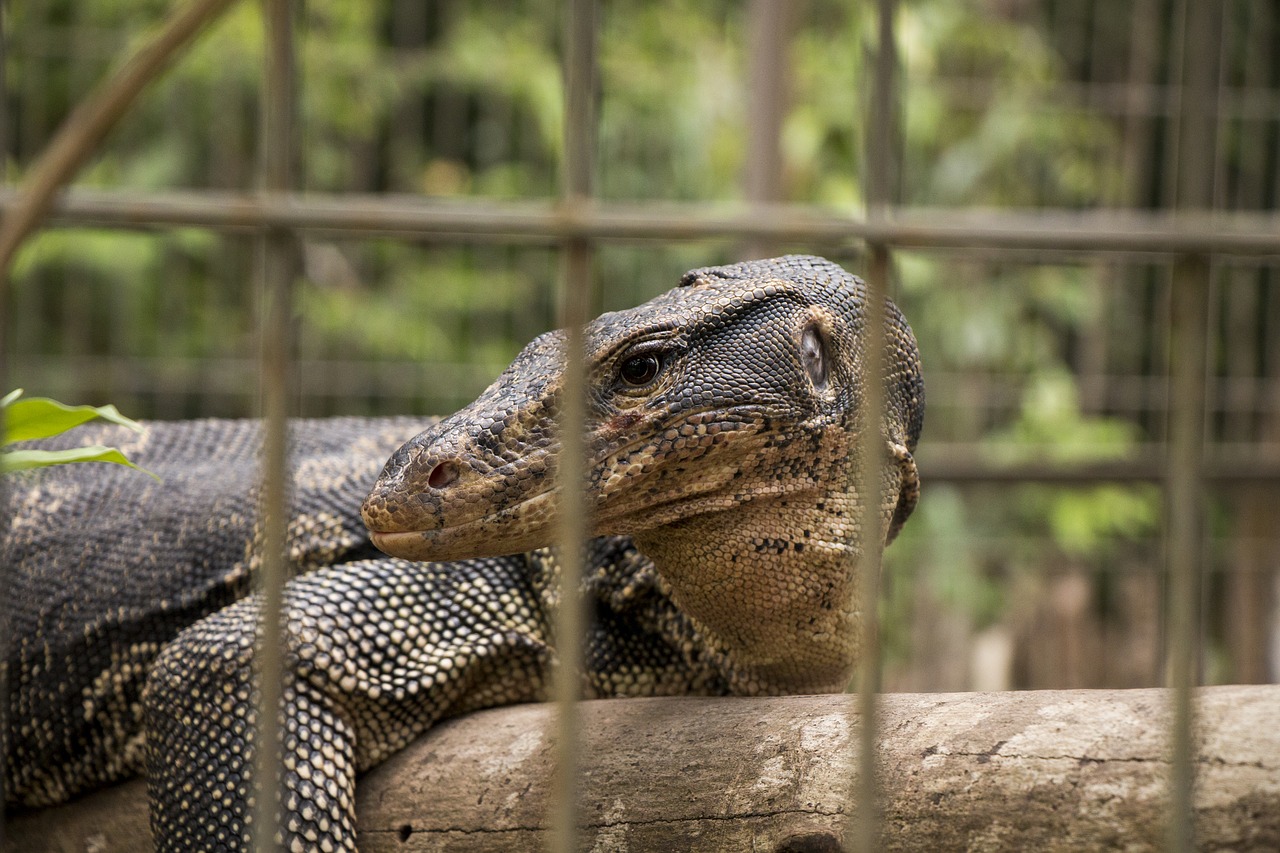 Varan,  Roplys,  Narvas,  Zoologijos Sodas, Nemokamos Nuotraukos,  Nemokama Licenzija