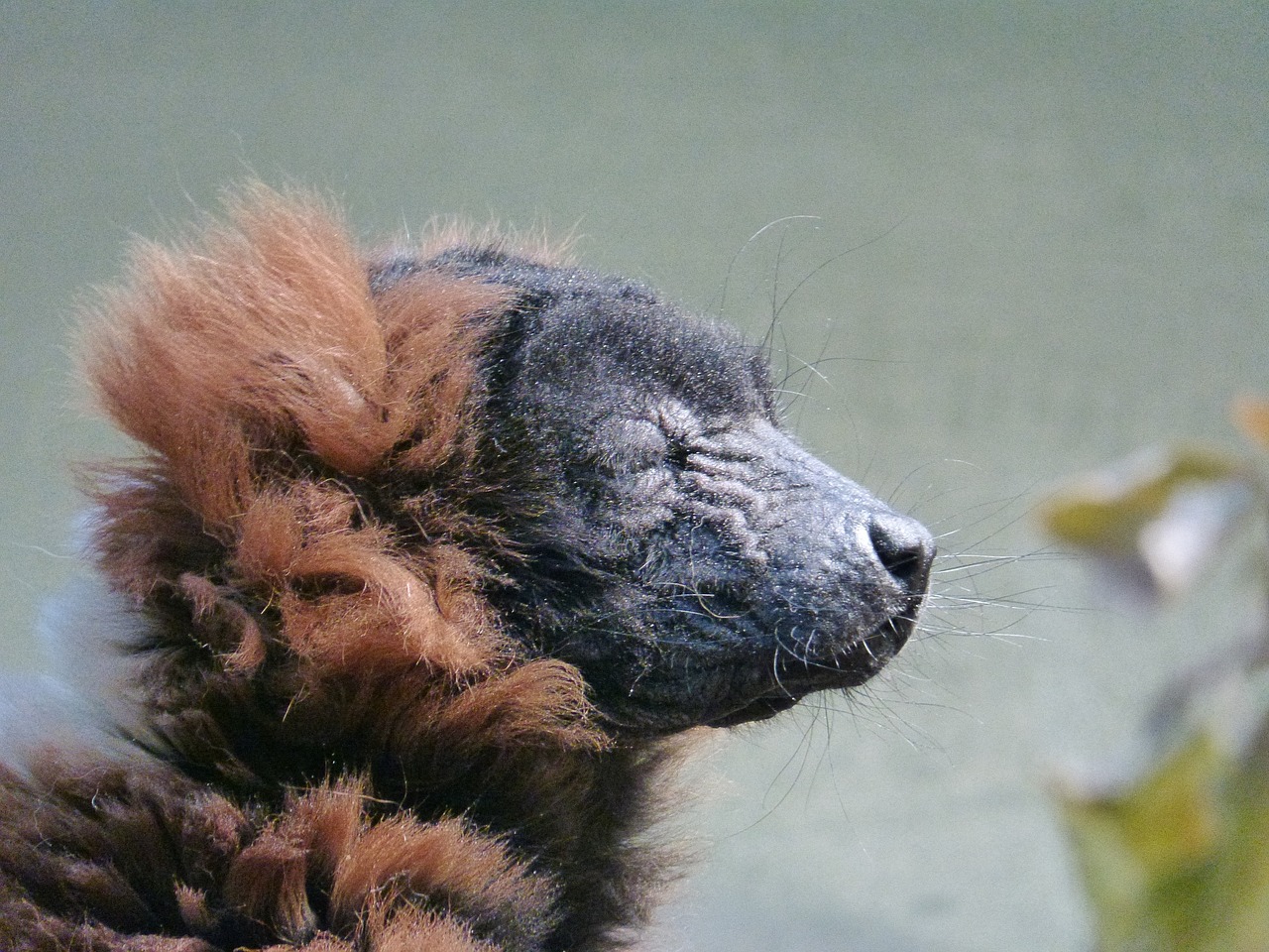 Varis, Varecia Varigata, Prosimian, Žinduolis, Nemokamos Nuotraukos,  Nemokama Licenzija