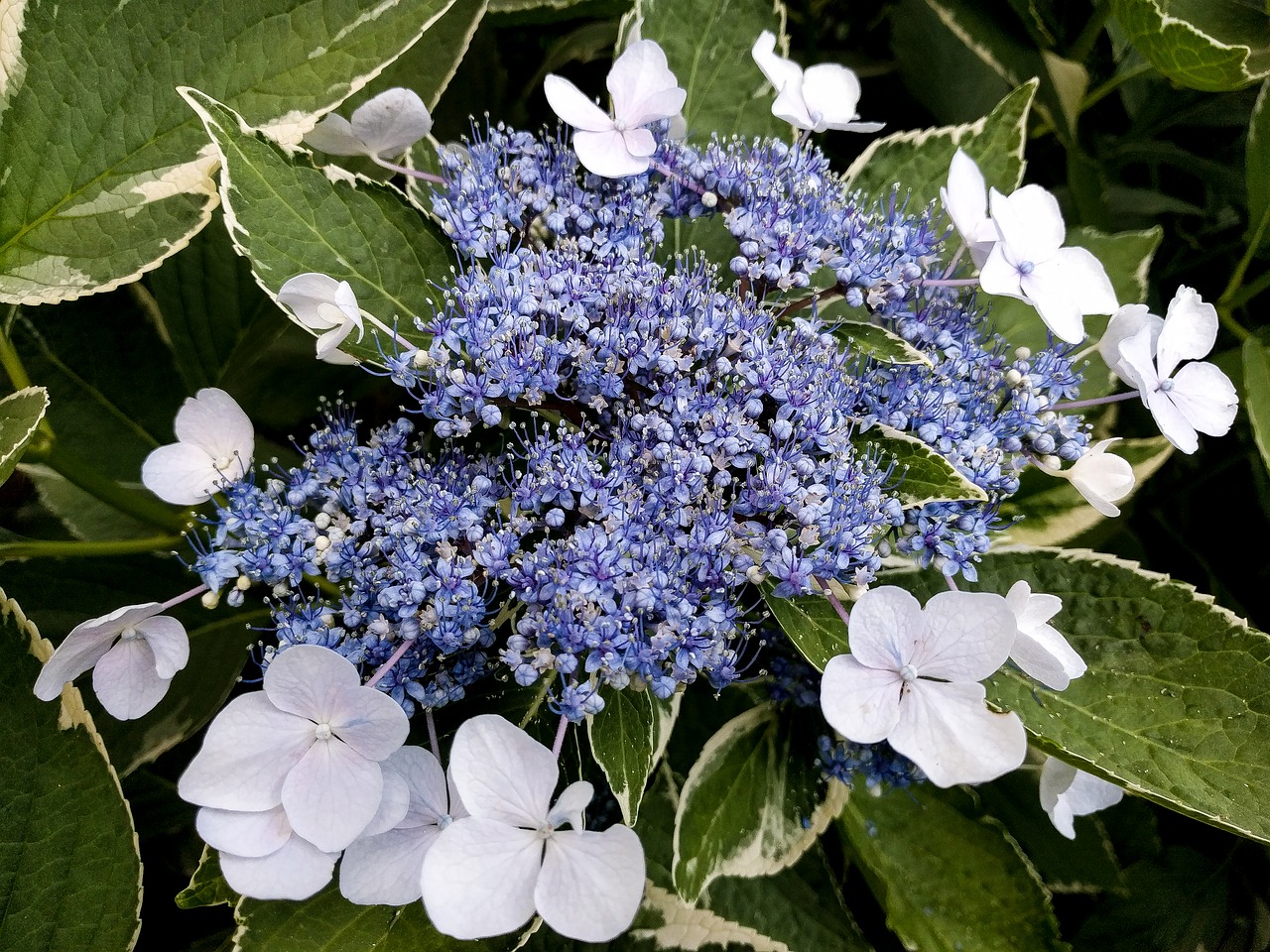 Raibulingas Karštligės Hortenzija, Hortenzija, Portland Oregon, Violetinė, Balta, Žiedai, Šviesa, Gėlė, Gamta, Pavasaris