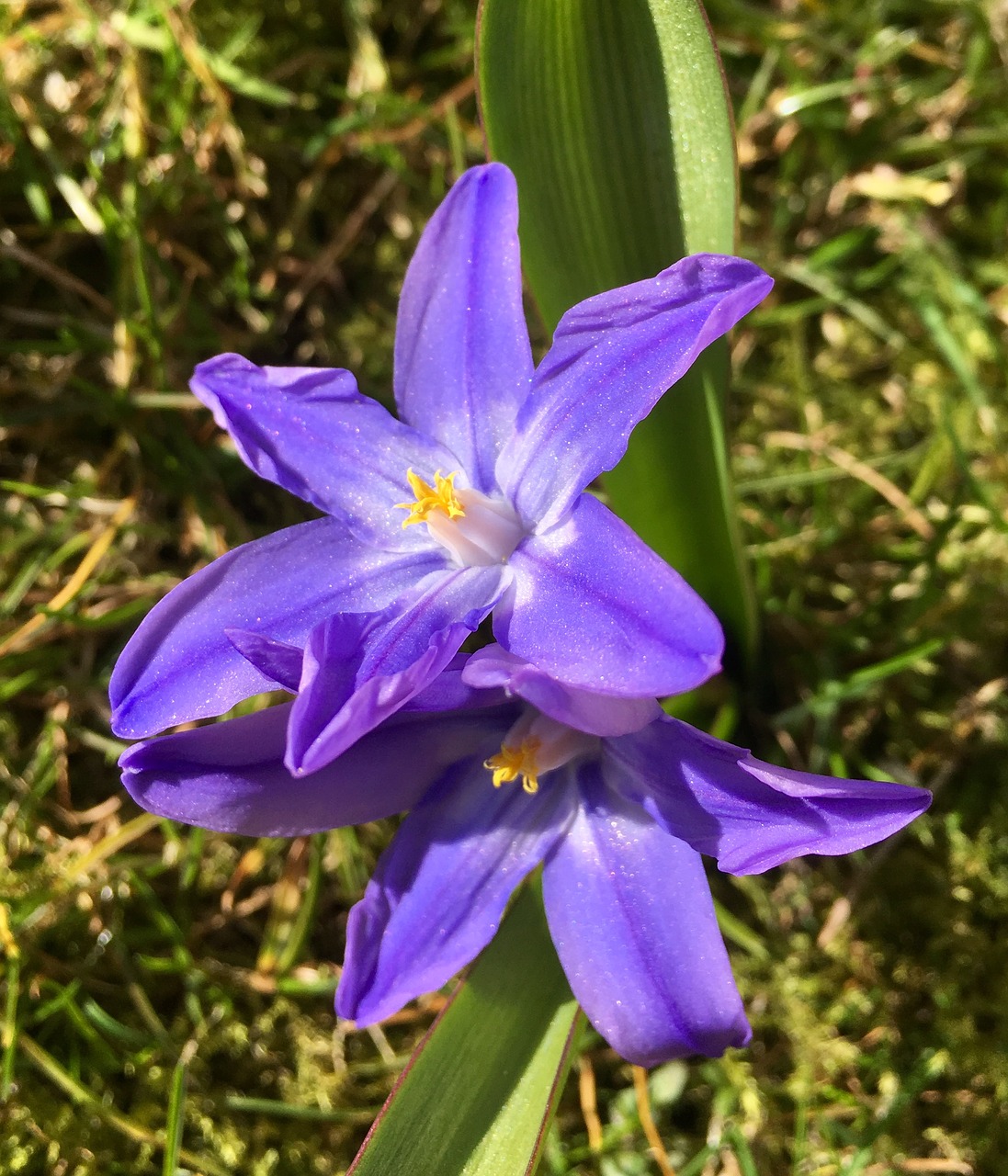 Vårstjärna, Gėlė, Mėlynas, Mėlynos Žiedlapiai, Scilla, Pavasaris, Pavasario Gėlė, Sodas, Nemokamos Nuotraukos,  Nemokama Licenzija