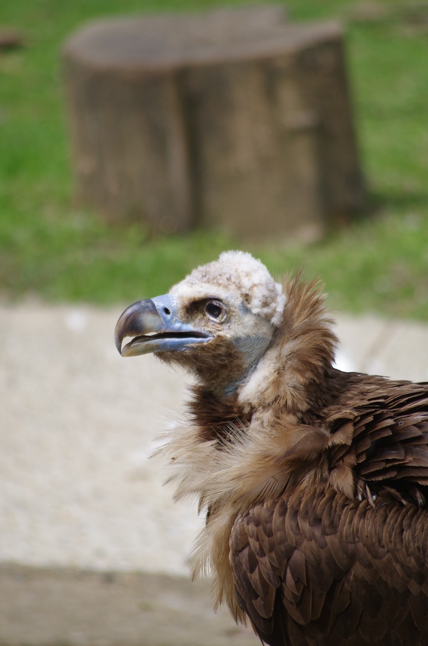 Vautour Moine, Grifas, Zoologijos Sodas, Mulhouse, Nemokamos Nuotraukos,  Nemokama Licenzija