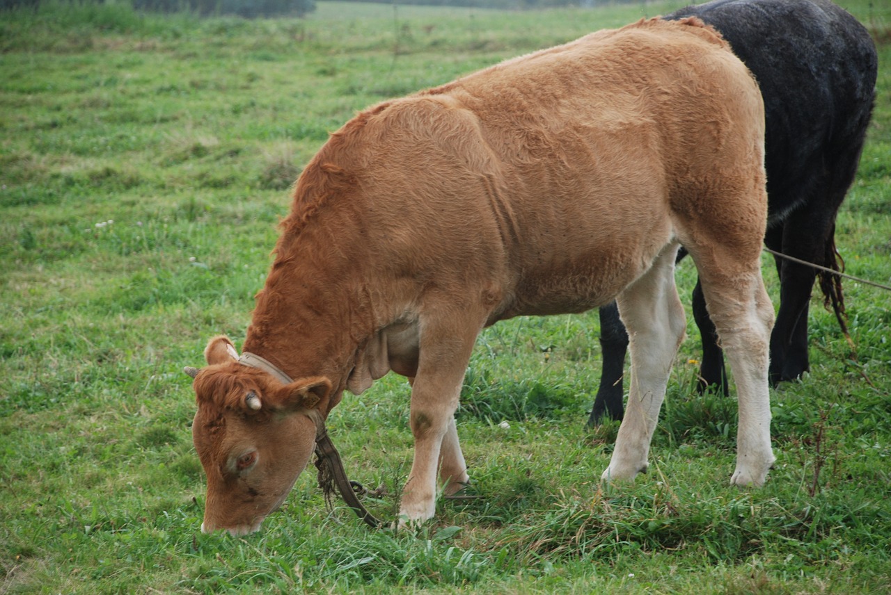 Veršiena, Gyvuliai, Galicijos Jautiena, Gyvūnai, Karvė, Laukas, Prairie, Žalias, Ūkis, Prado