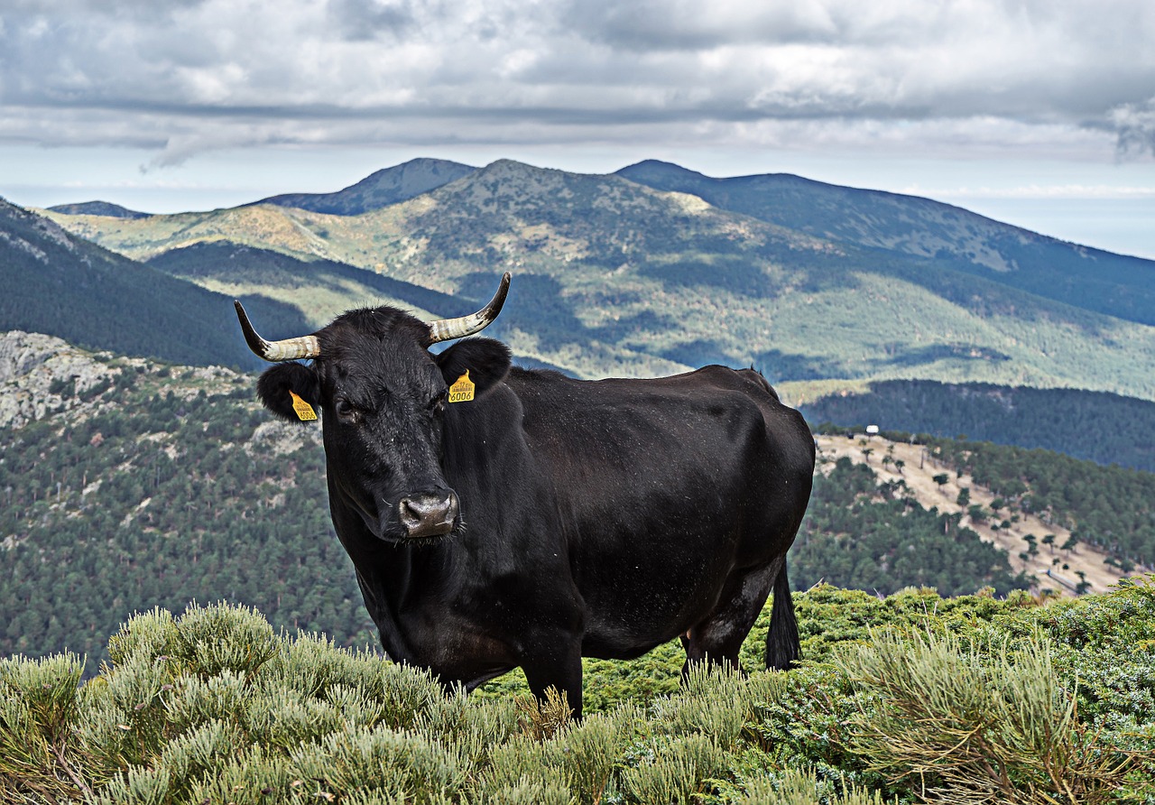 Veršiena, Ganykla, Karvė, Veršelis, Gyvuliai, Ragai, Gamta, Prairie, Laukiniai, Prado