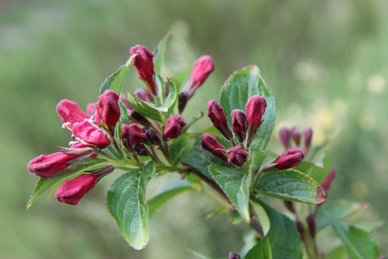 Vegelia,  Weigelia,  Vegelia Rožinė,  Gėlės Aviečių, Nemokamos Nuotraukos,  Nemokama Licenzija