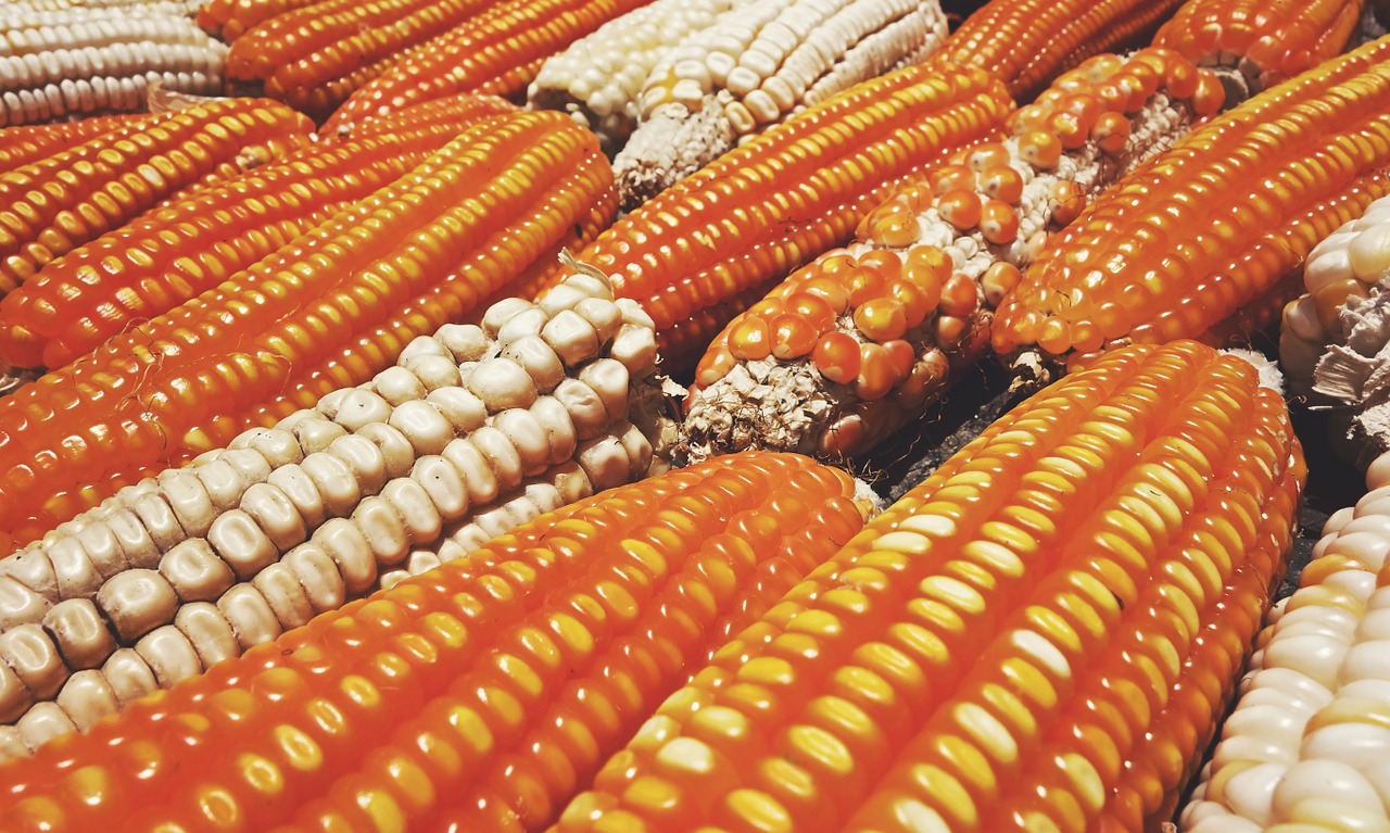 Daržovių, Kukurūzai, Maistas, Sveikas, Ekologiškas, Vegetariškas, Natūralus, Kukurūzai, Produktas, Derlius