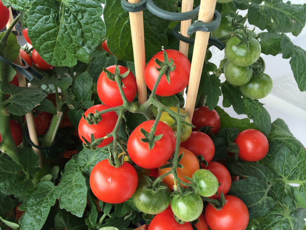 Daržovių, Pomidoras, Pomidorų Augalas, Nemokamos Nuotraukos,  Nemokama Licenzija