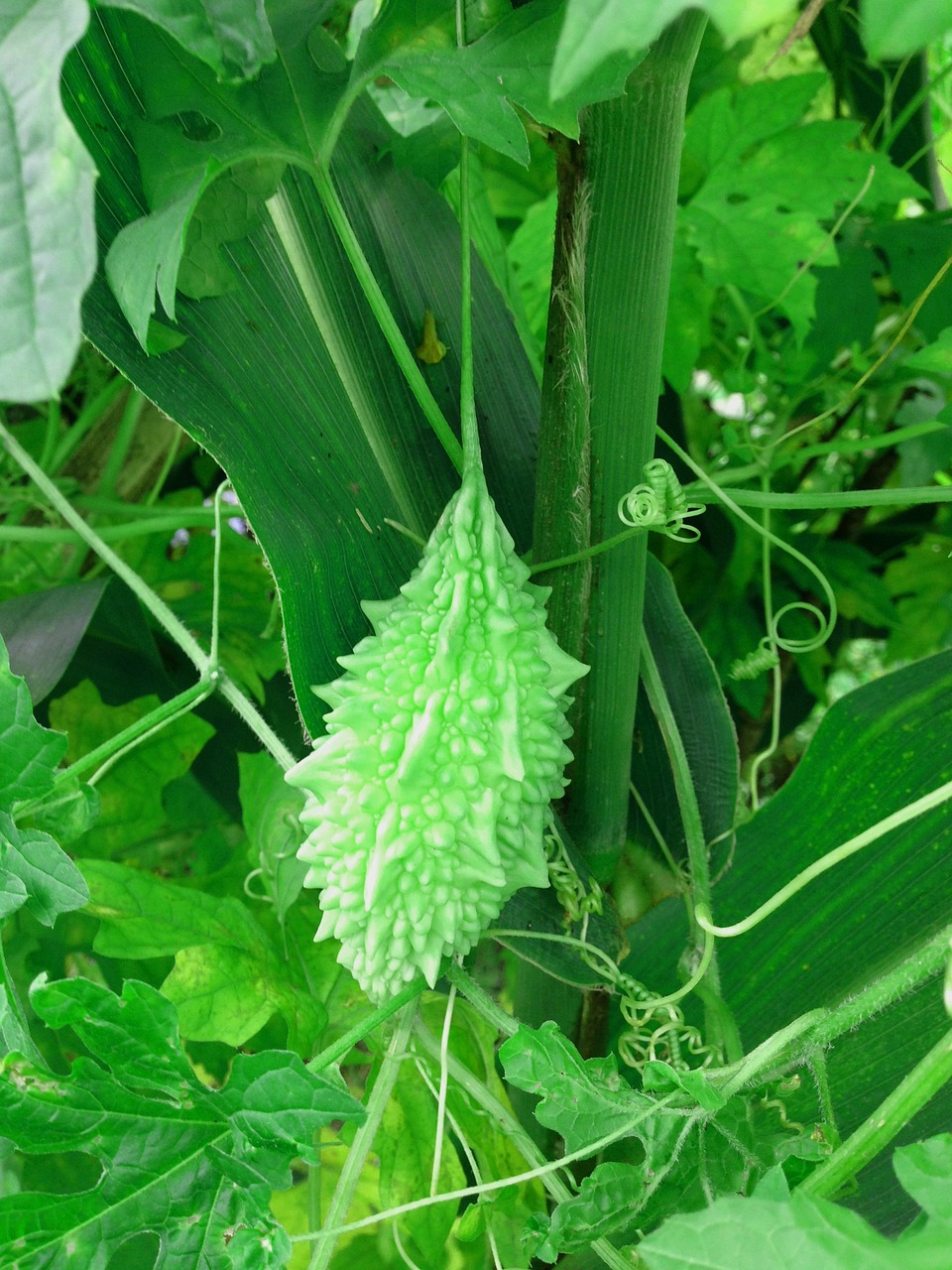 Daržovių, Rūgštus Moliūgas, Kartaus, Maistas, Moliūgas, Sveikas, Šviežias, Vegetariškas, Melionas, Žalias