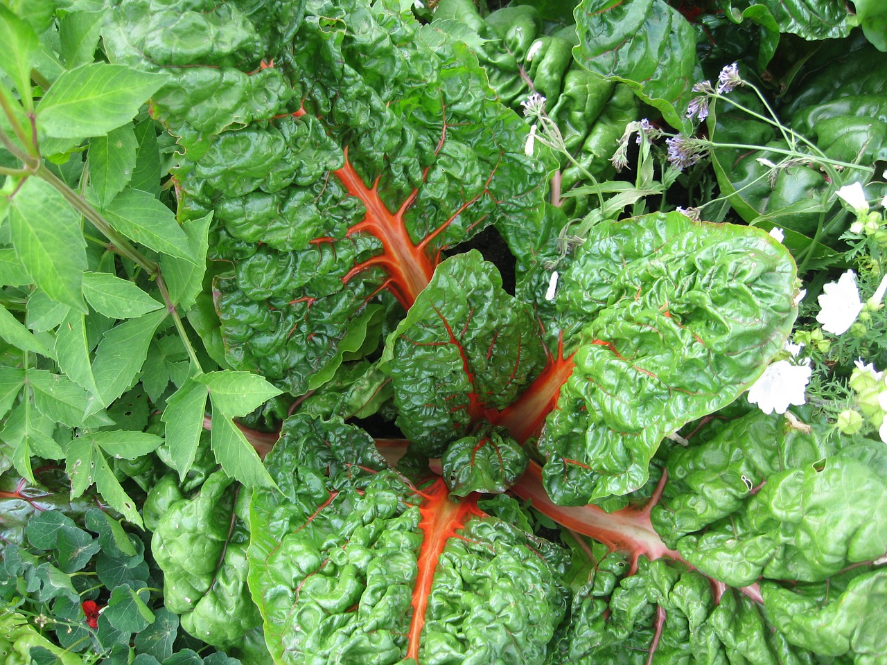 Daržovės, Raudona Swiss Chard, Augalas, Vitaminai, Maistas, Valgyti, Frisch, Sveikas, Bio, Virėjas