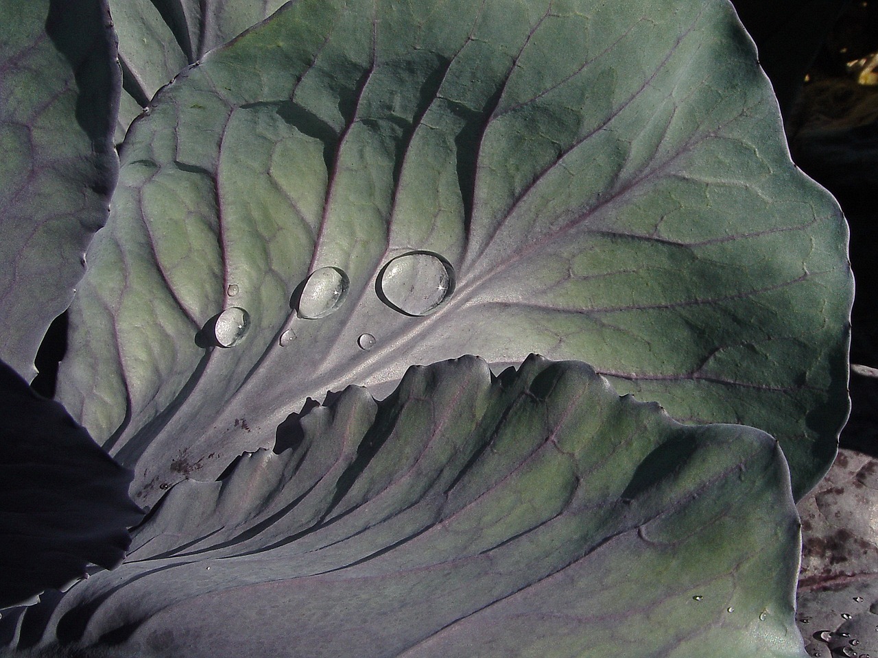 Daržovės, Raudonasis Kopūstas, Violetinė, Maistas, Kohl, Valgyti, Vitaminai, Sveikas, Žalias Maistas, Skanus