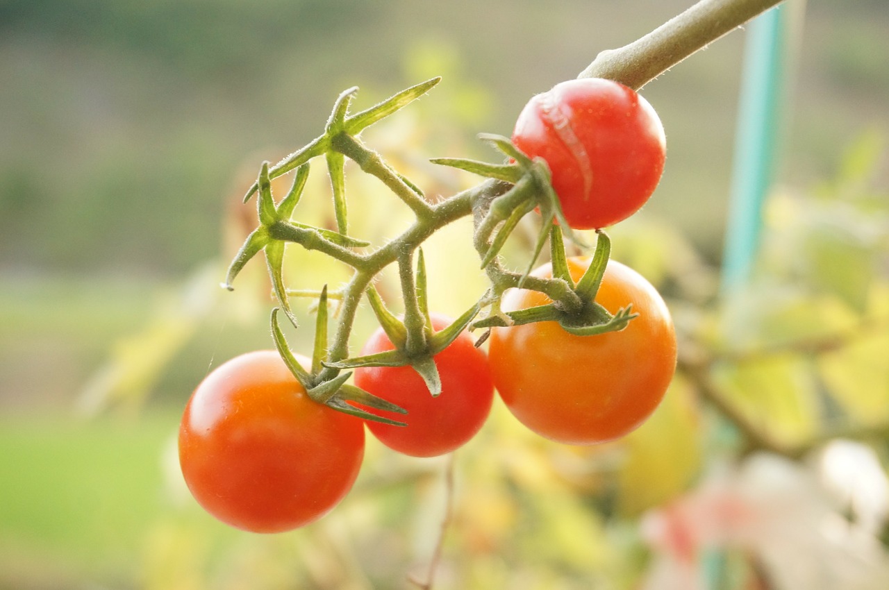 Daržovės, Pomidoras, Raudona, Nemokamos Nuotraukos,  Nemokama Licenzija