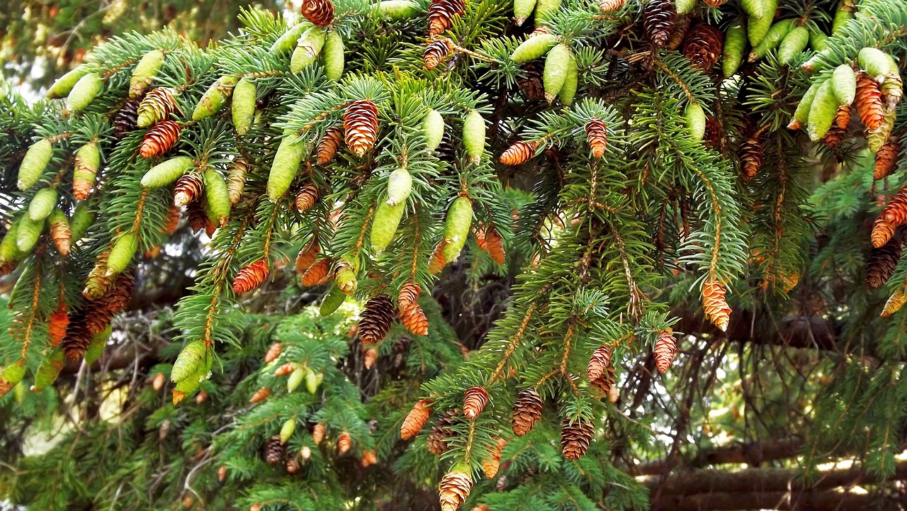 Augmenija, Medis, Adata, Spurgai, Gamta, Šakelės, Iš Arti, Nemokamos Nuotraukos,  Nemokama Licenzija