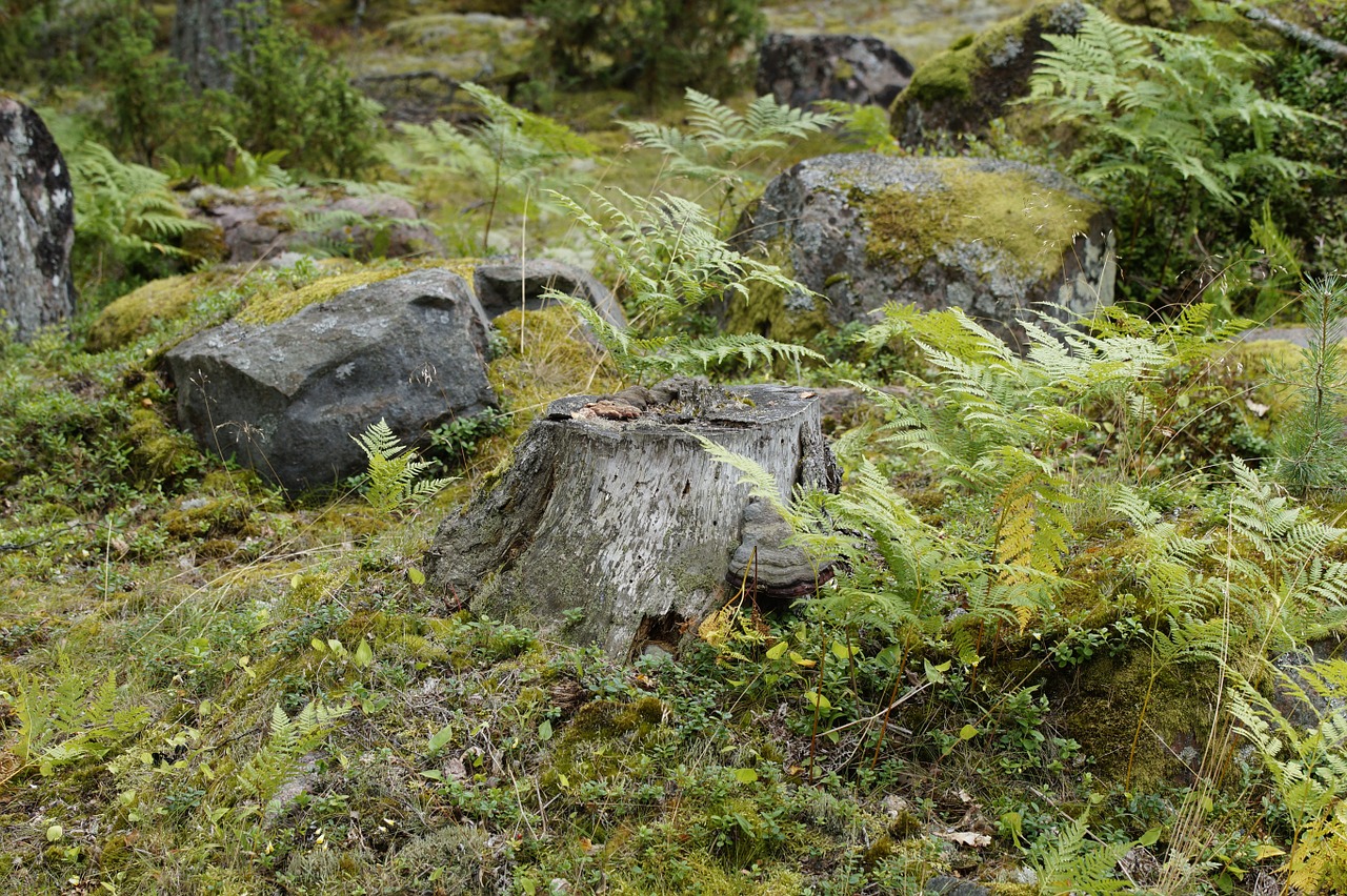 Augmenija, Švedija, Flora, Gamta, Užteršimas, Kraštovaizdis, Archipelagas, Paparčiai, Samanos, Žemės Augalija