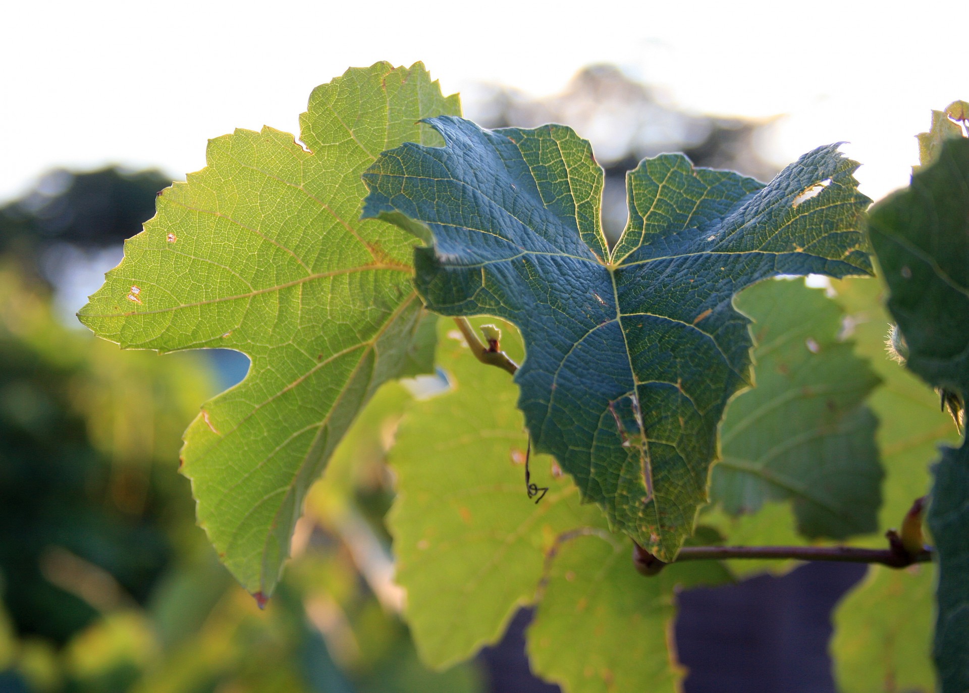 Lapai,  Vynuogių,  Veined,  Vynuogių Vynuogių Lapai, Nemokamos Nuotraukos,  Nemokama Licenzija