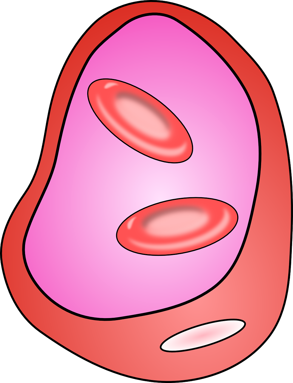 Venos, Kraujagyslė, Ląstelės, Biologija, Medicina, Anatomija, Skerspjūvis, Nemokama Vektorinė Grafika, Nemokamos Nuotraukos,  Nemokama Licenzija